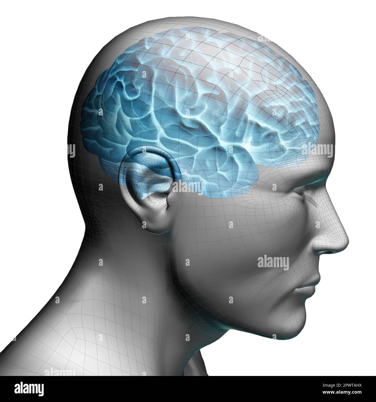testa e cervello umano, concetto di anatomia, medicina, psicologia e intelligenza Foto Stock
