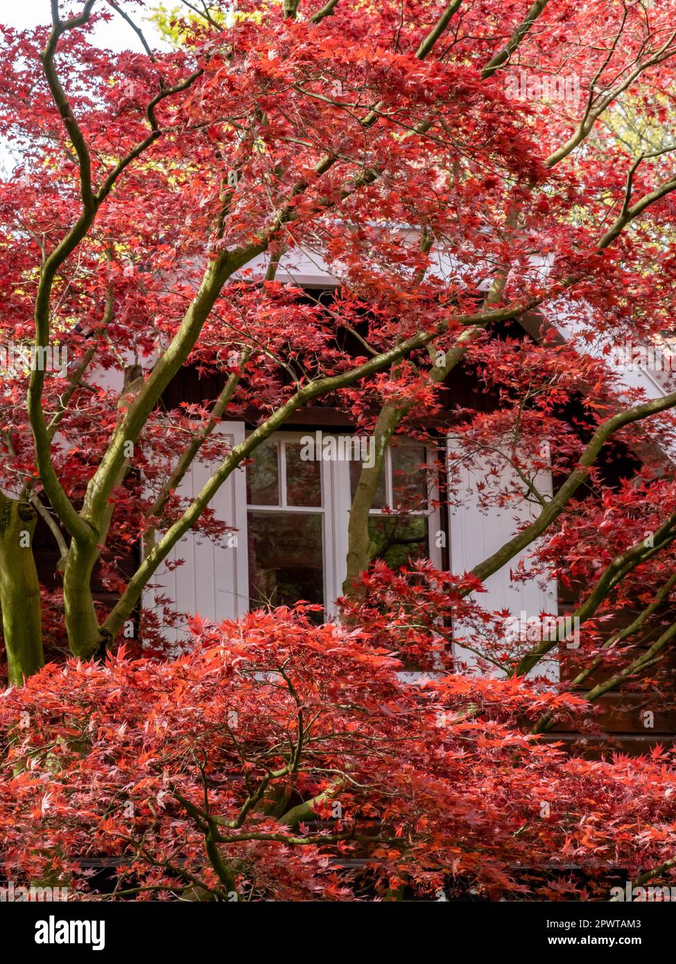 Acero giapponese, Acer palmatum 'Atropurpureum' rosso, albero con foglie rosse nel giardino di casa di fronte in primavera, Paesi Bassi Foto Stock