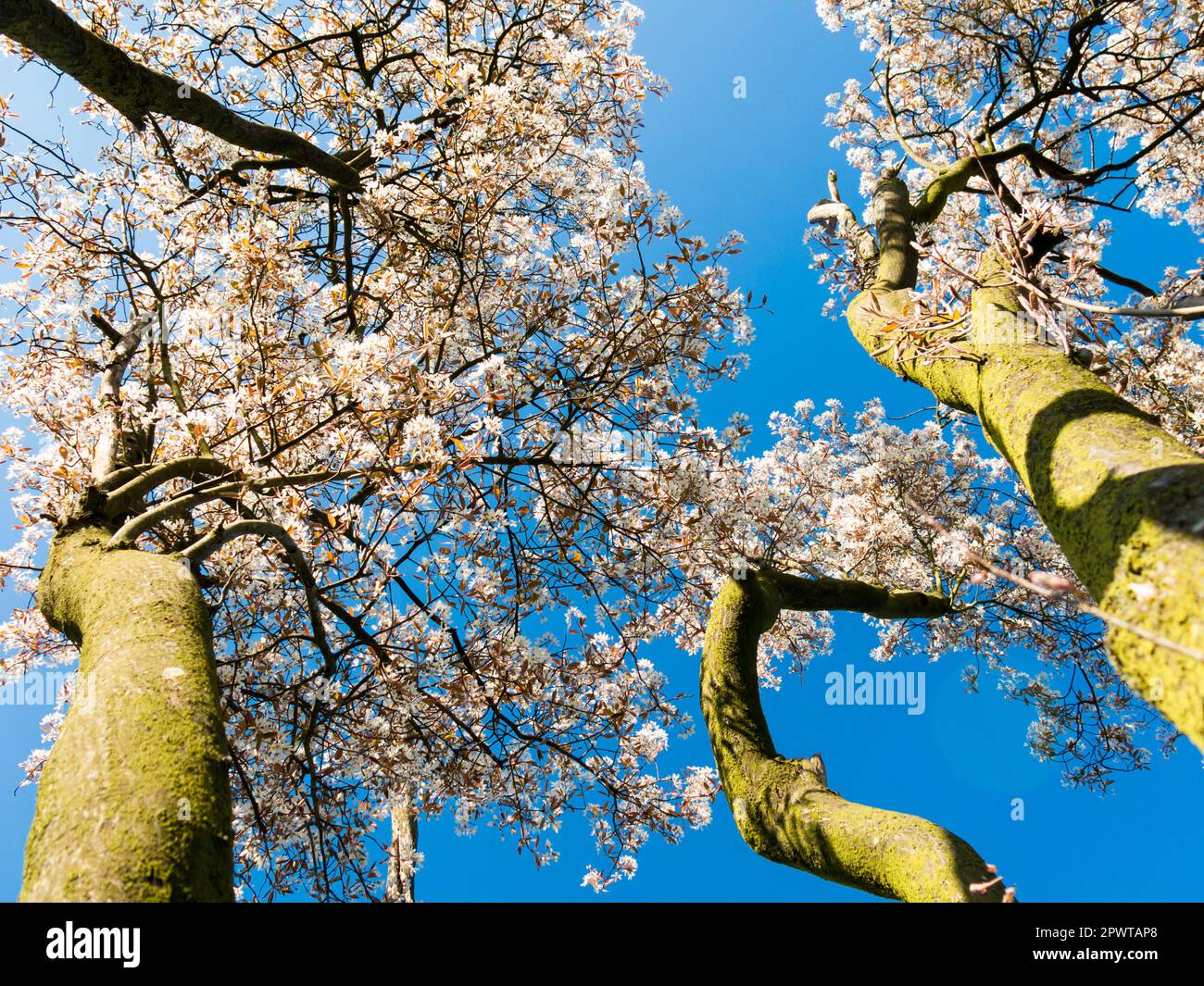 Jungeberry o albero nevoso di mespilus, Amelanchier lamarkii, tronchi di albero con fiori in primavera contro il cielo blu chiaro, Paesi Bassi Foto Stock