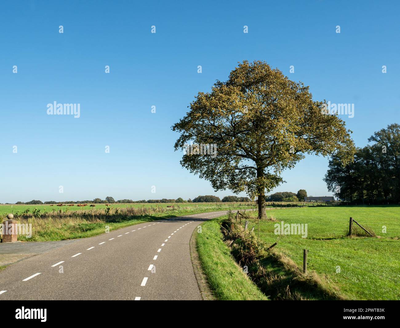 Paesaggio di strada, querce e prati in provincia di Overijssel, Paesi Bassi Foto Stock