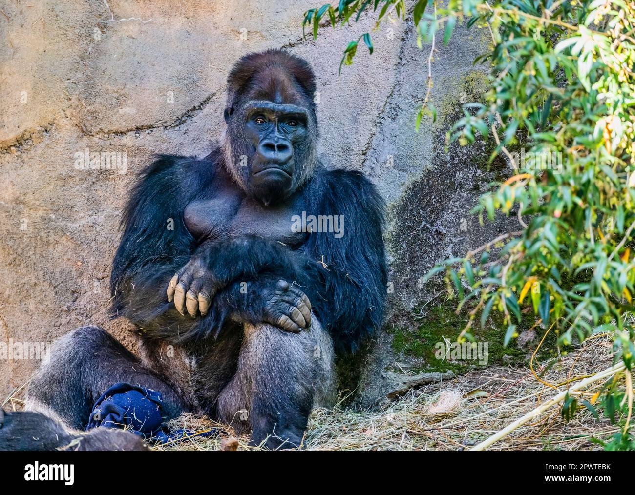 Un gorilla si siede vicino ad un muro al Woodland Park Zoo a Seattle, Washington. Foto Stock