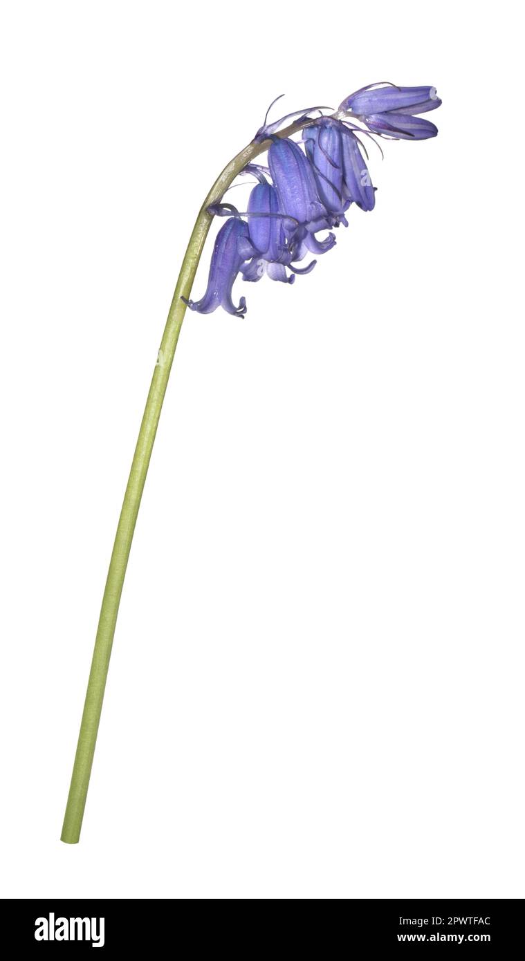 Bluebell - Hyaciunthoides non-scripta Foto Stock