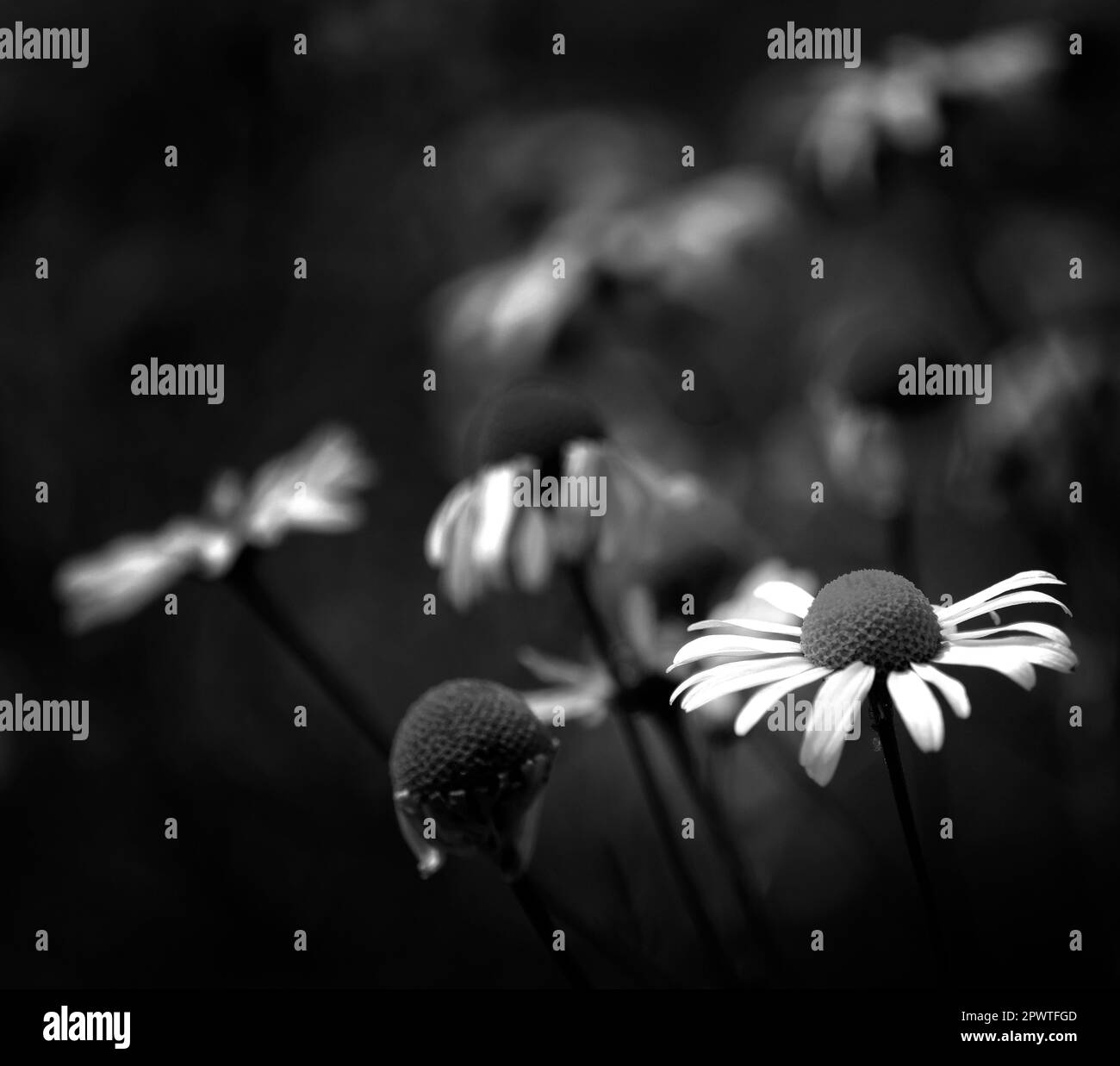 Molti fiori bianchi Daisy Daisy selvaggi in campo prato Foto Stock