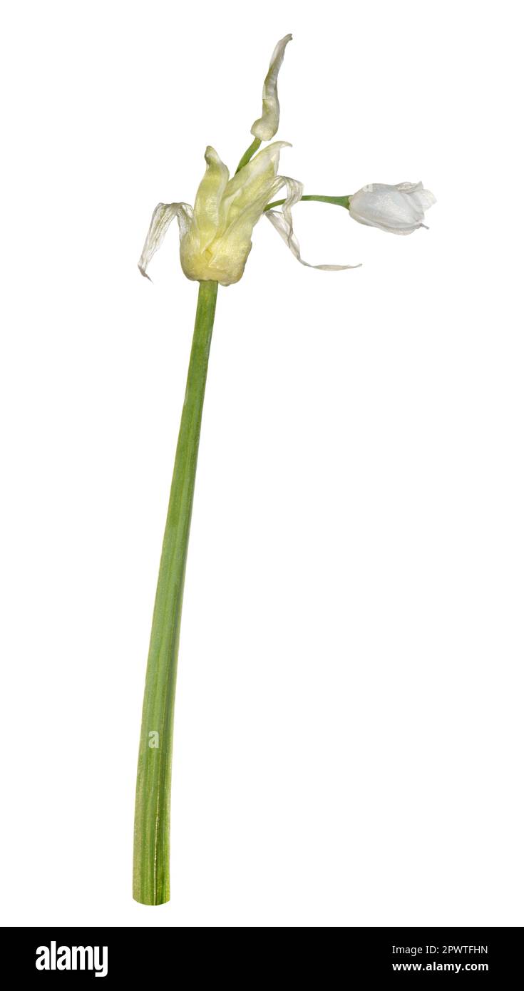 Pochi a fiore Porri - Allium paradoxum Foto Stock