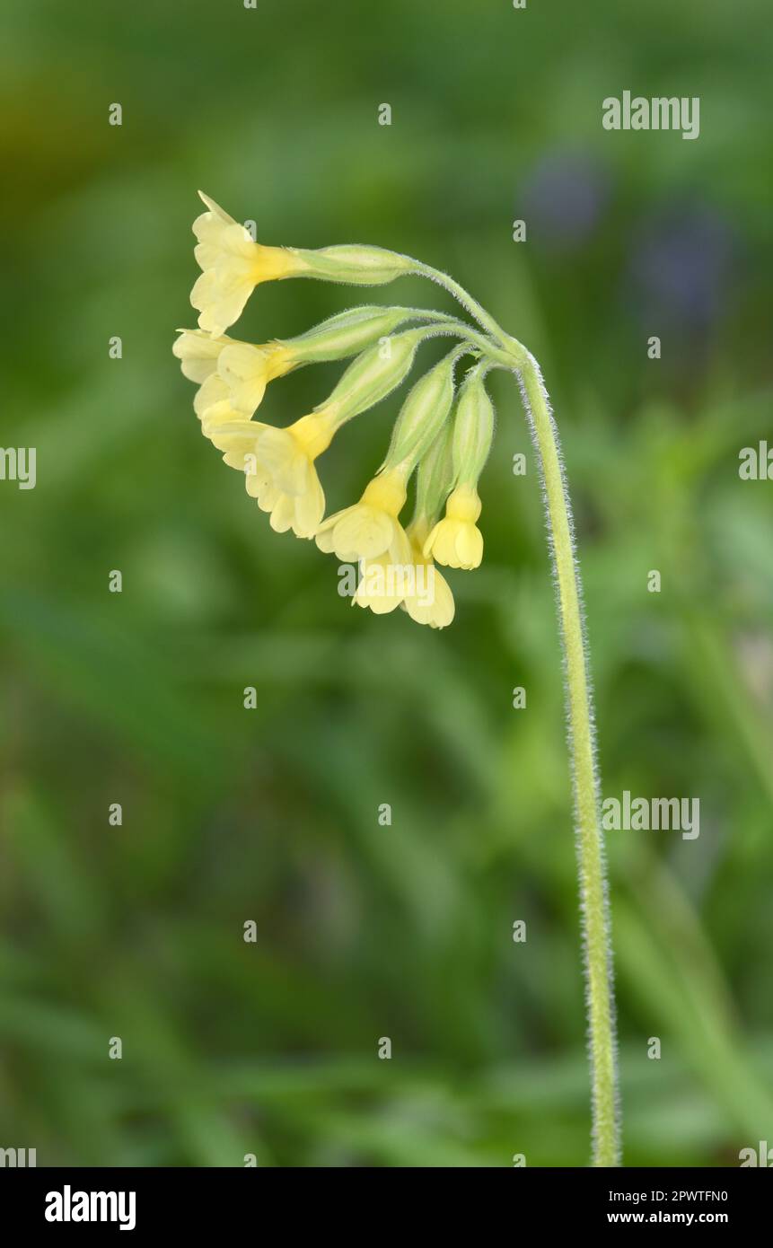 Oxlip - Primula elatior Foto Stock