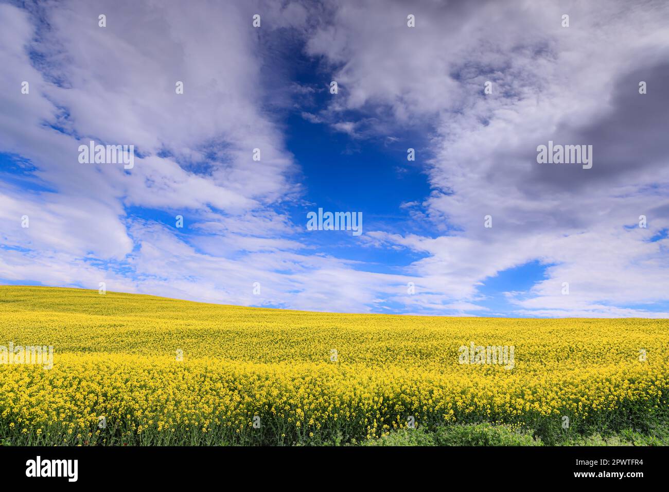 Primavera: collina con fiori gialli sovrastata da nuvole in Puglia, Foto Stock