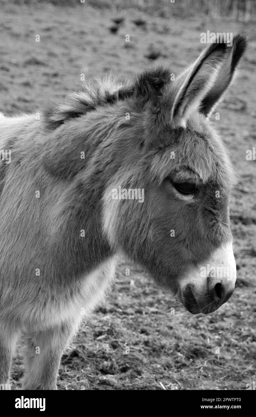 Immagini in bianco e nero della testa e del collo di un nemico da asino nel profilo laterale Foto Stock