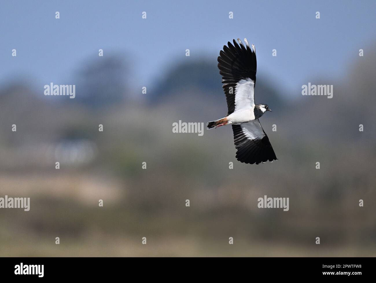 Pavoncella - Vanellus vanellus Foto Stock