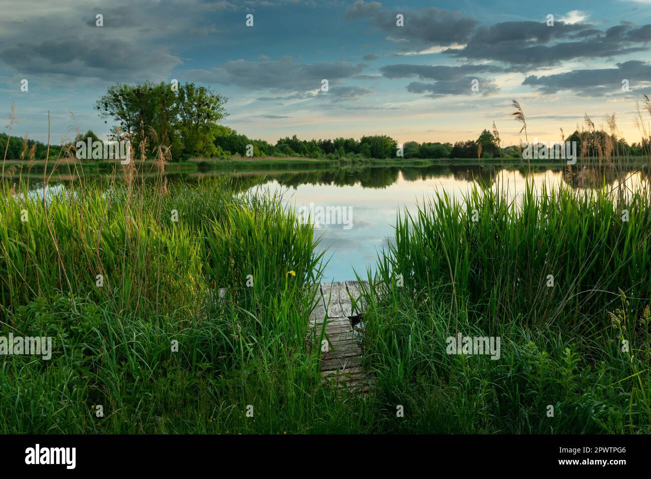 Un molo di legno in canne verdi sulla riva del lago e le nuvole sul cielo, Stankow, Lubelskie, Polonia Foto Stock