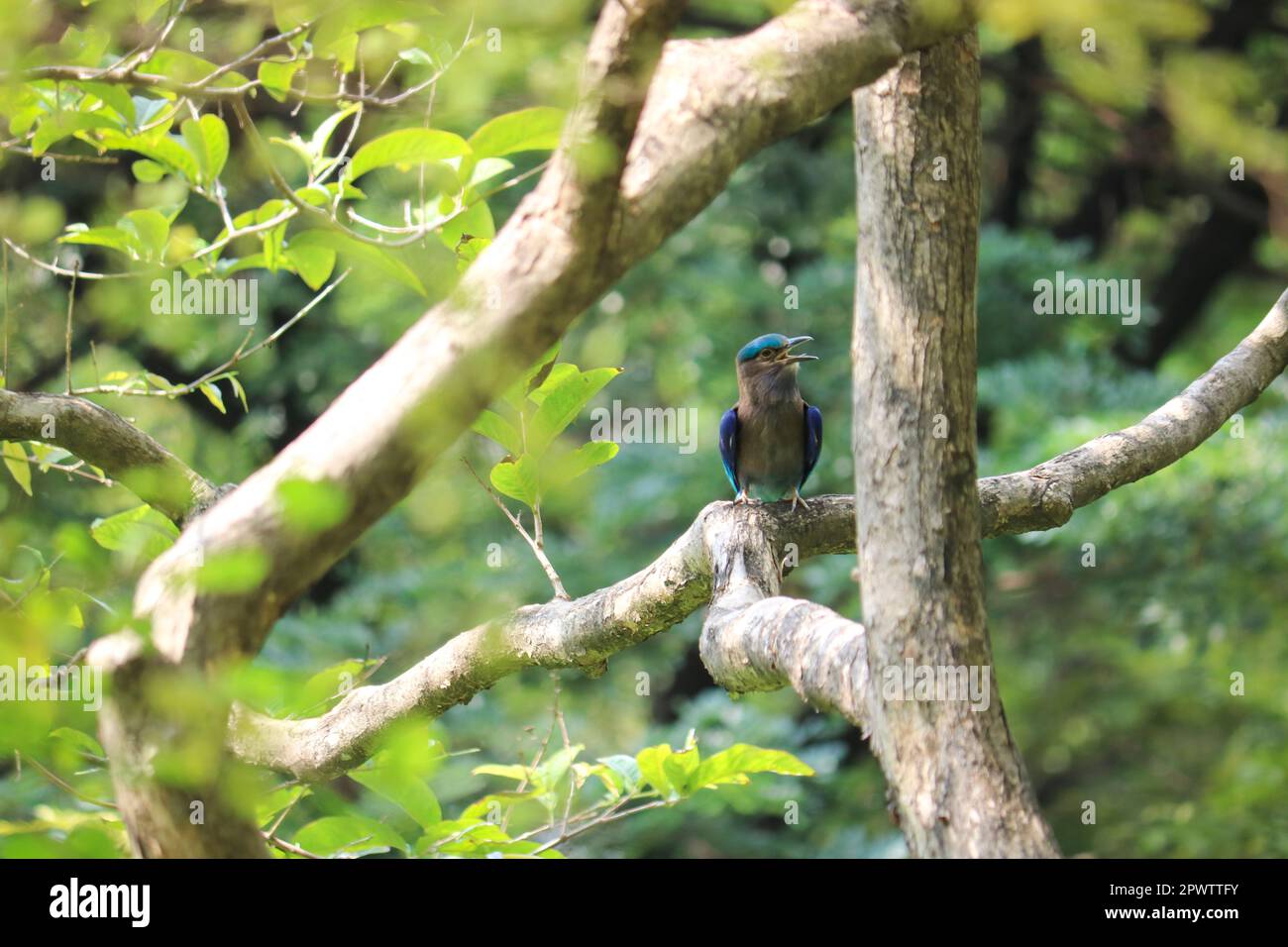 Rullo birmano o rullo indochinese (Coracias affinis) cantando su un ramo di albero, Thailandia. Foto Stock
