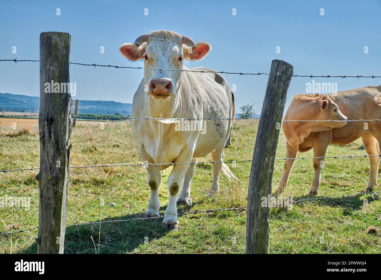 Allevamento e allevamento di animali da allevamento nel settore agroalimentare per l'industria bovina e lattiero-casearia. Curiosa mucca, una vacca charolais bianca in piedi dietro un filo di barbo Foto Stock