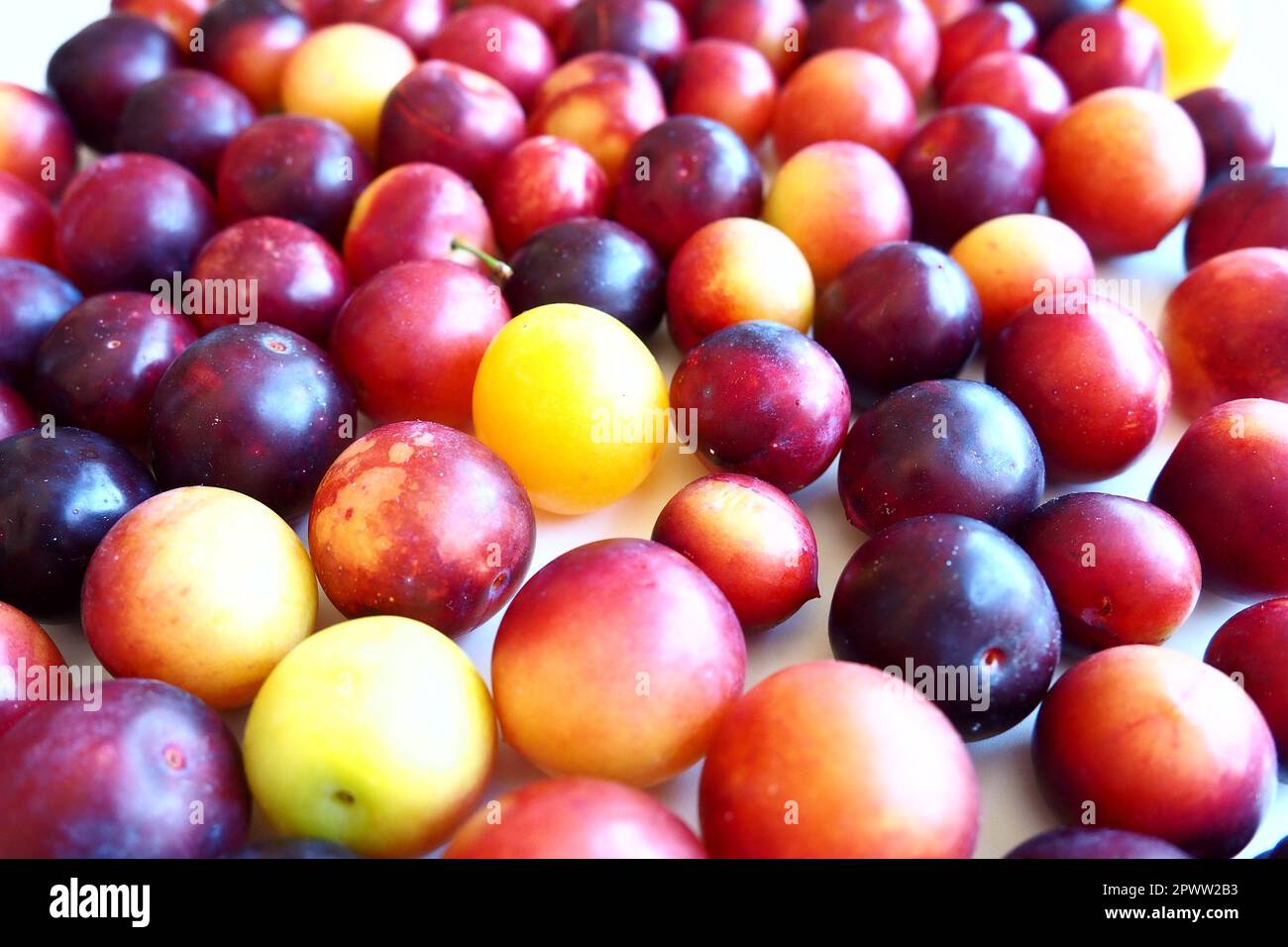 Ciliegia prugna su sfondo bianco. Un impasto giallo-rosso di prugna di ciliegia appena rimosso da un albero. Deliziosi frutti di bosco freschi di prugne. Ampia e appetitosa ciliegia prugna f Foto Stock