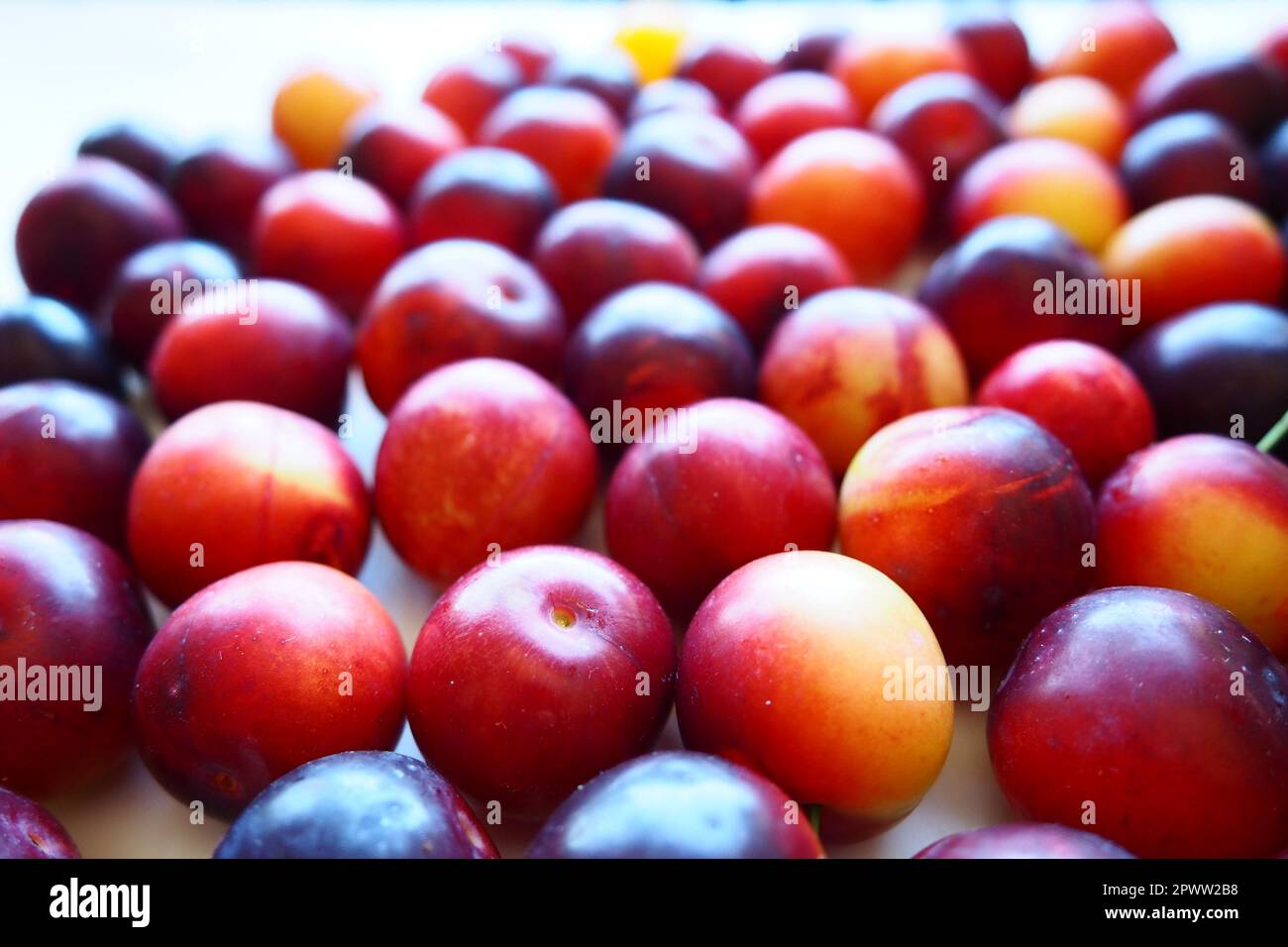 Ciliegia prugna su sfondo bianco. Un impasto giallo-rosso di prugna di ciliegia appena rimosso da un albero. Deliziosi frutti di bosco freschi di prugne. Ampia e appetitosa ciliegia prugna f Foto Stock