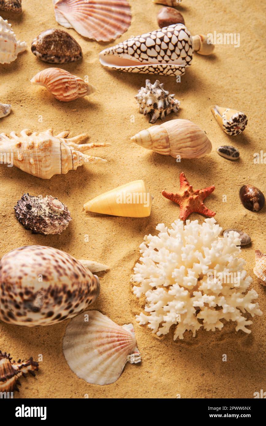 Collezione di diverse conchiglie e stelle marine su fondo di spiaggia sabbiosa. Estate, vacanza al mare, concetto di viaggio Foto Stock