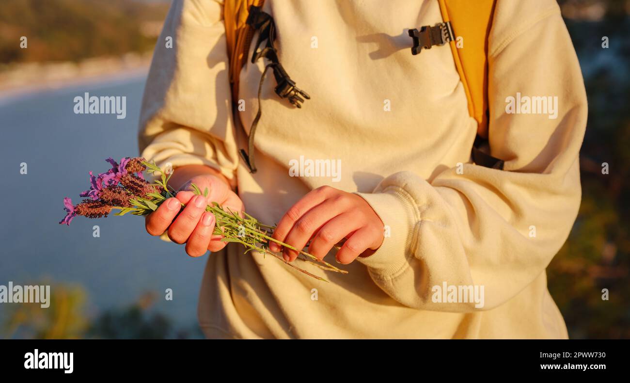 Giovane donna caucasica raccoglie un bouquet di foglia larga o lavanda francese , contiene un bouquet di fiori selvatici alla luce del tramonto. Fiori, prato collina. Raccolta di fiori selvatici. Camminare felice femmina. Foto Stock