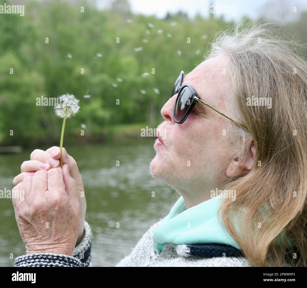 Una signora che fa un desiderio e soffia un dente di leone per disperdere i suoi semi Foto Stock