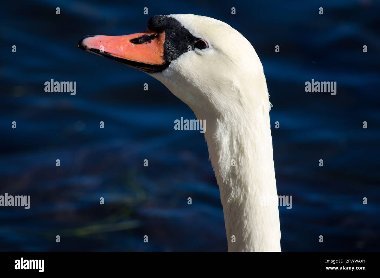 Maschio muto cigno Cygnus olor. Lago Yamanako. Yamanakako. Prefettura di Yamanashi. Parco Nazionale Fuji-Hakone-Izu. Honshu. Giappone. Foto Stock