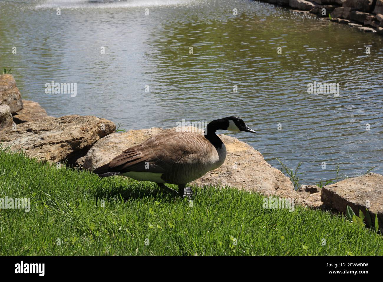 Ritratto di un'oca canadese adulta (Branta canadensis), una grande oca selvatica dentro e vicino allo stagno, nuoto, alimentazione e pascolo dentro e intorno ad esso Foto Stock
