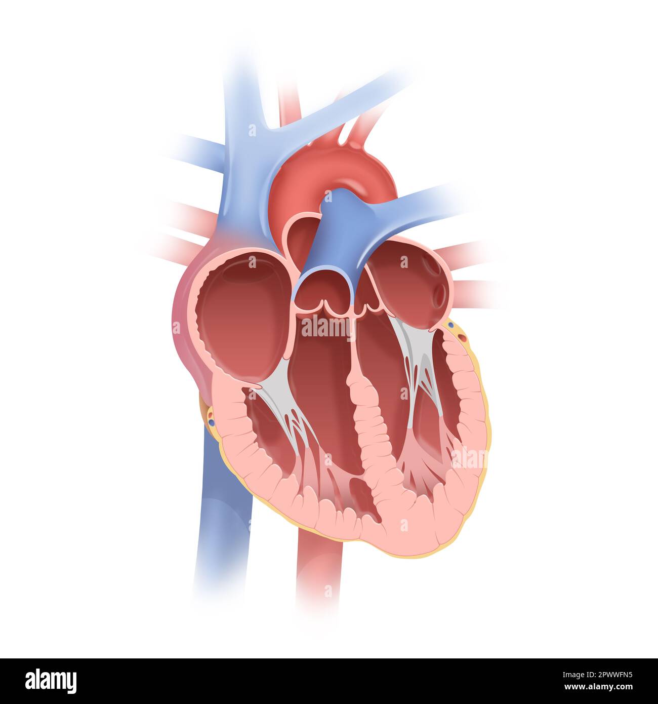 Anatomia del cuore umano Foto Stock