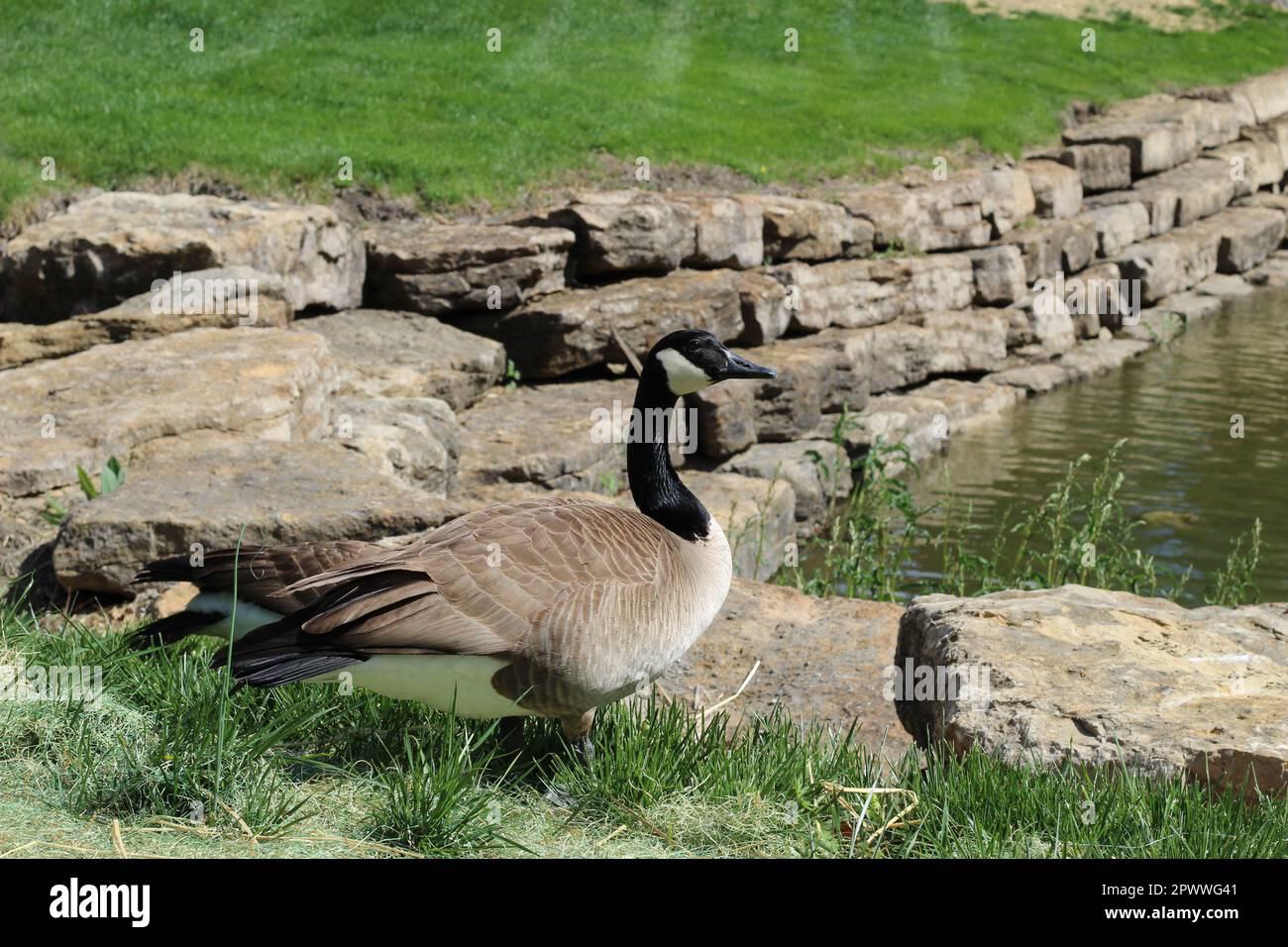 Ritratto di un'oca canadese adulta (Branta canadensis), una grande oca selvatica dentro e vicino allo stagno, nuoto, alimentazione e pascolo dentro e intorno ad esso Foto Stock