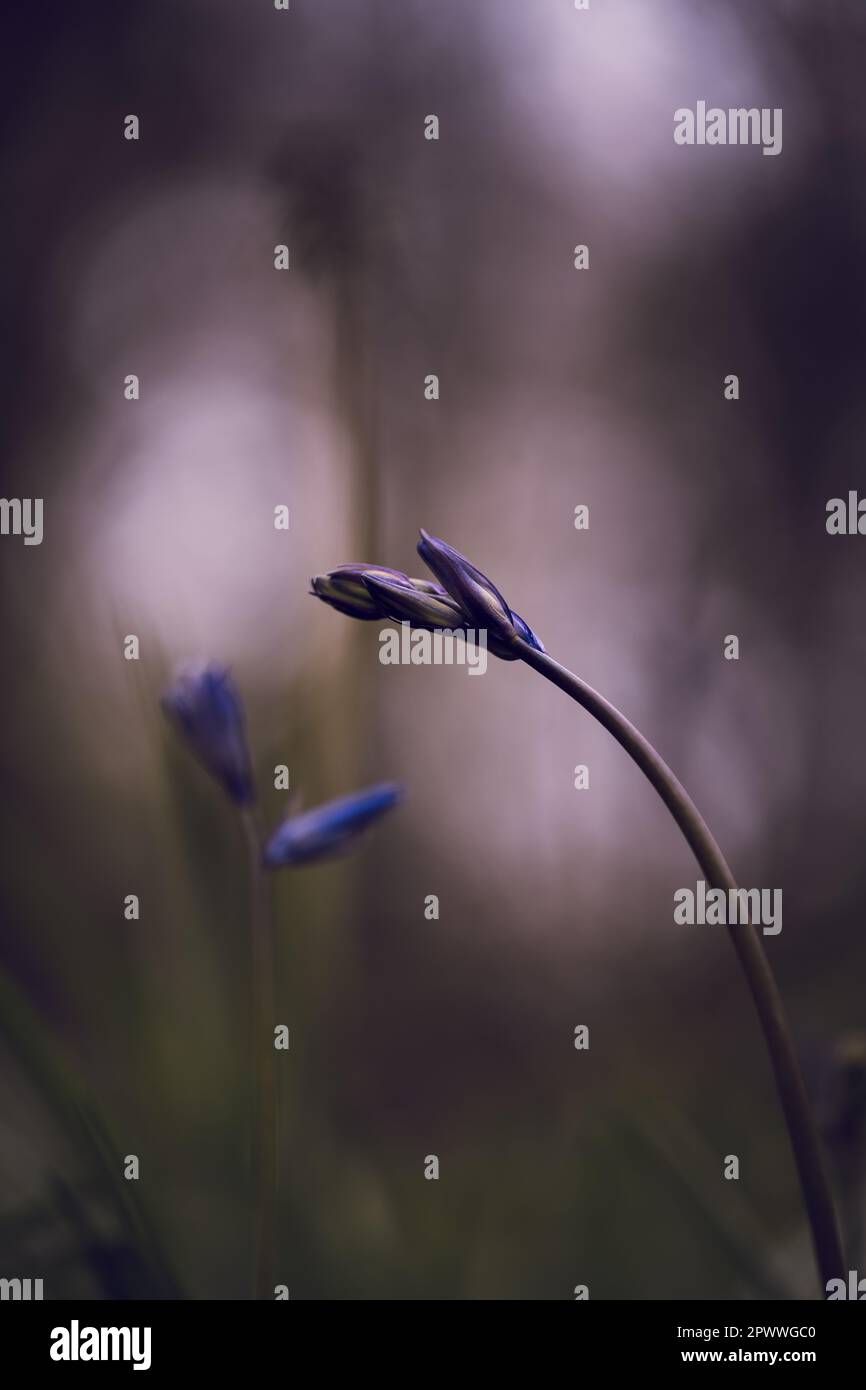 Il blu viola fiorisce in un magico ambiente boschivo etereo che utilizza una profondità di campo bassa, e un fresco pallet di colore moody. Foto Stock