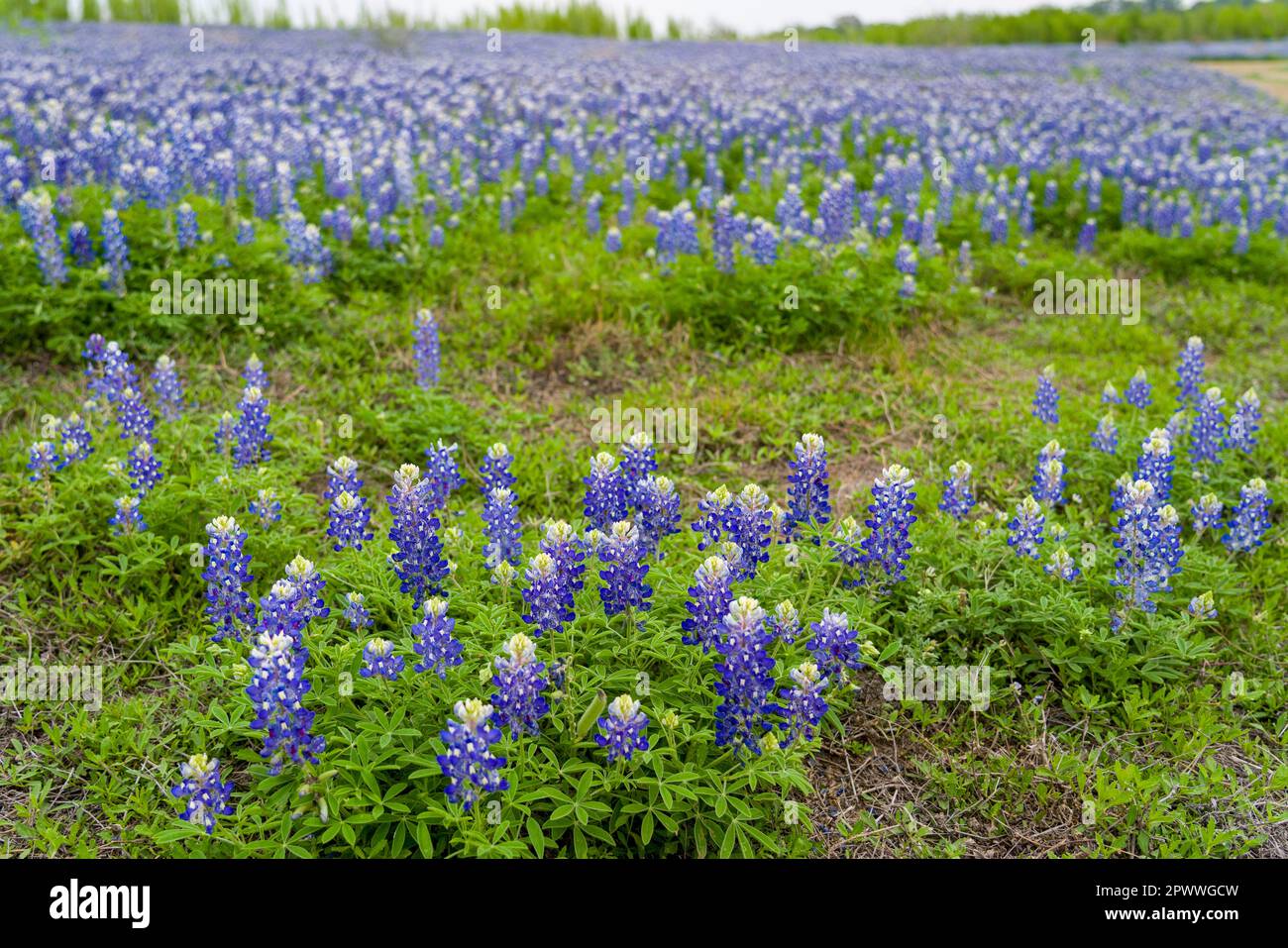 Bluebonnet (lupini) nella zona ricreativa di Muleshoe Bend, Spicewood, Texas. Foto Stock