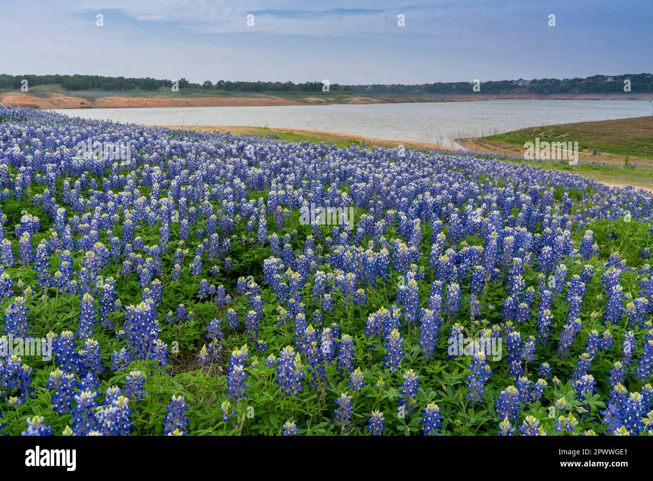 Bluebonnet (lupini) nella zona ricreativa di Muleshoe Bend, Spicewood, Texas, con il lago Travis lontano. Foto Stock