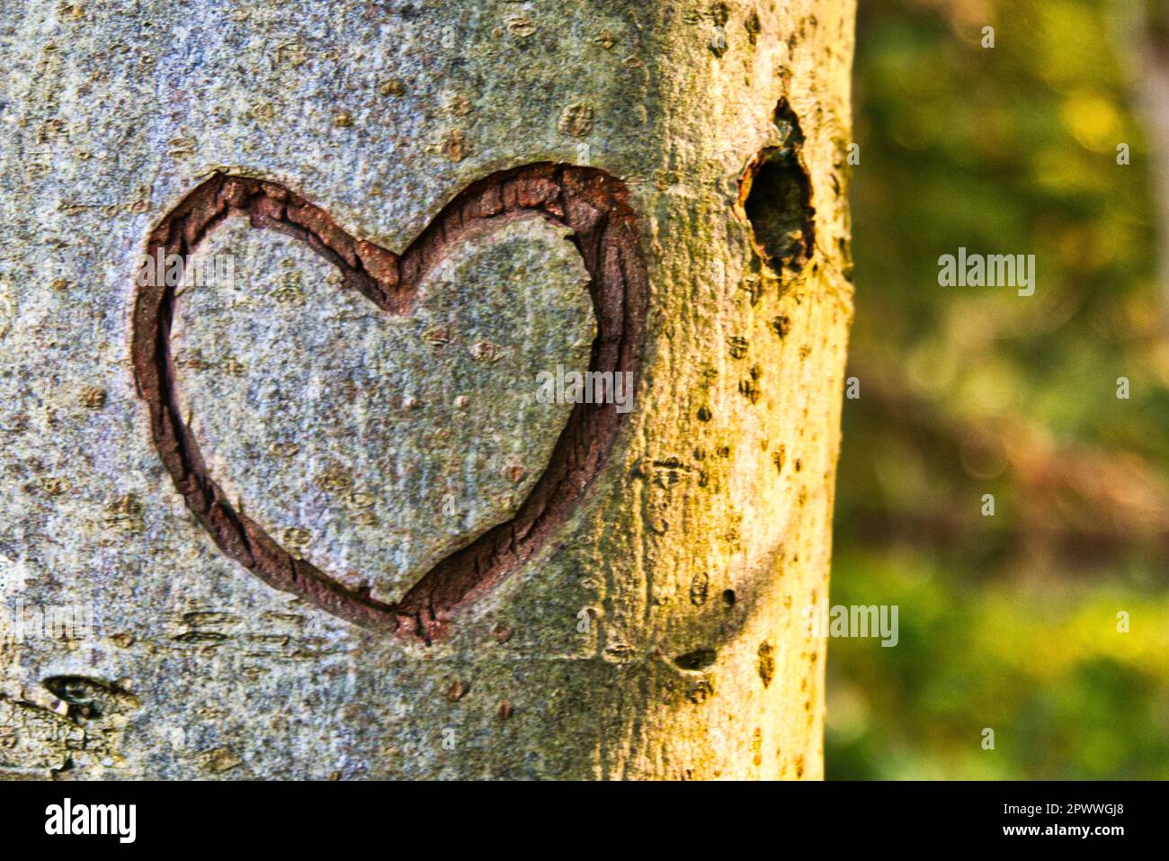 Ti amo - cuore scolpito nell'albero Foto Stock