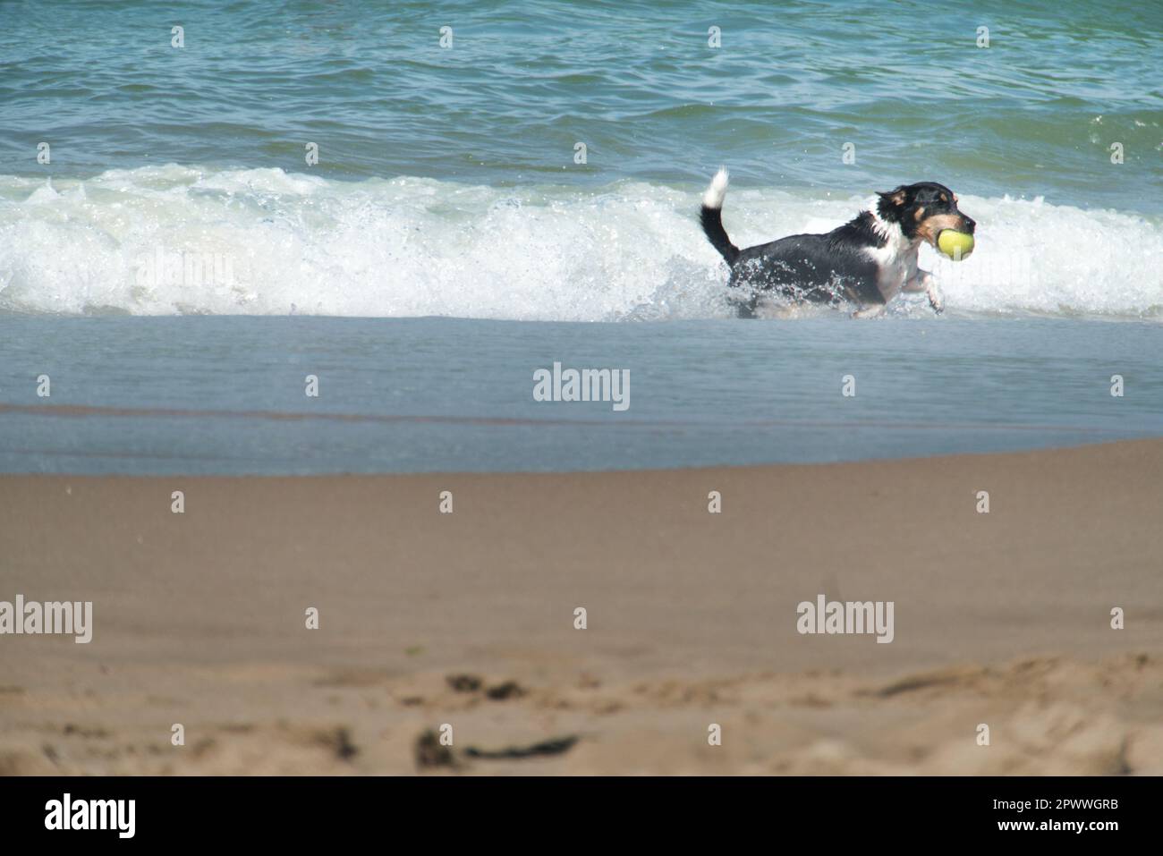 vacanza: cani che giocano mare Foto Stock