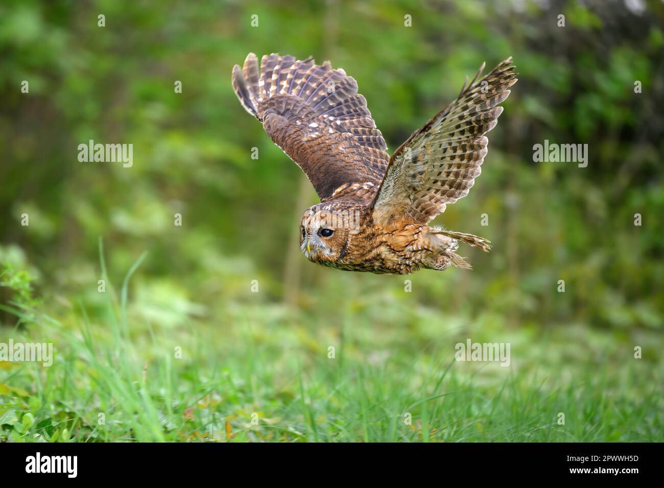 Il granaio vola attraverso la foresta e caccia. Foto Stock