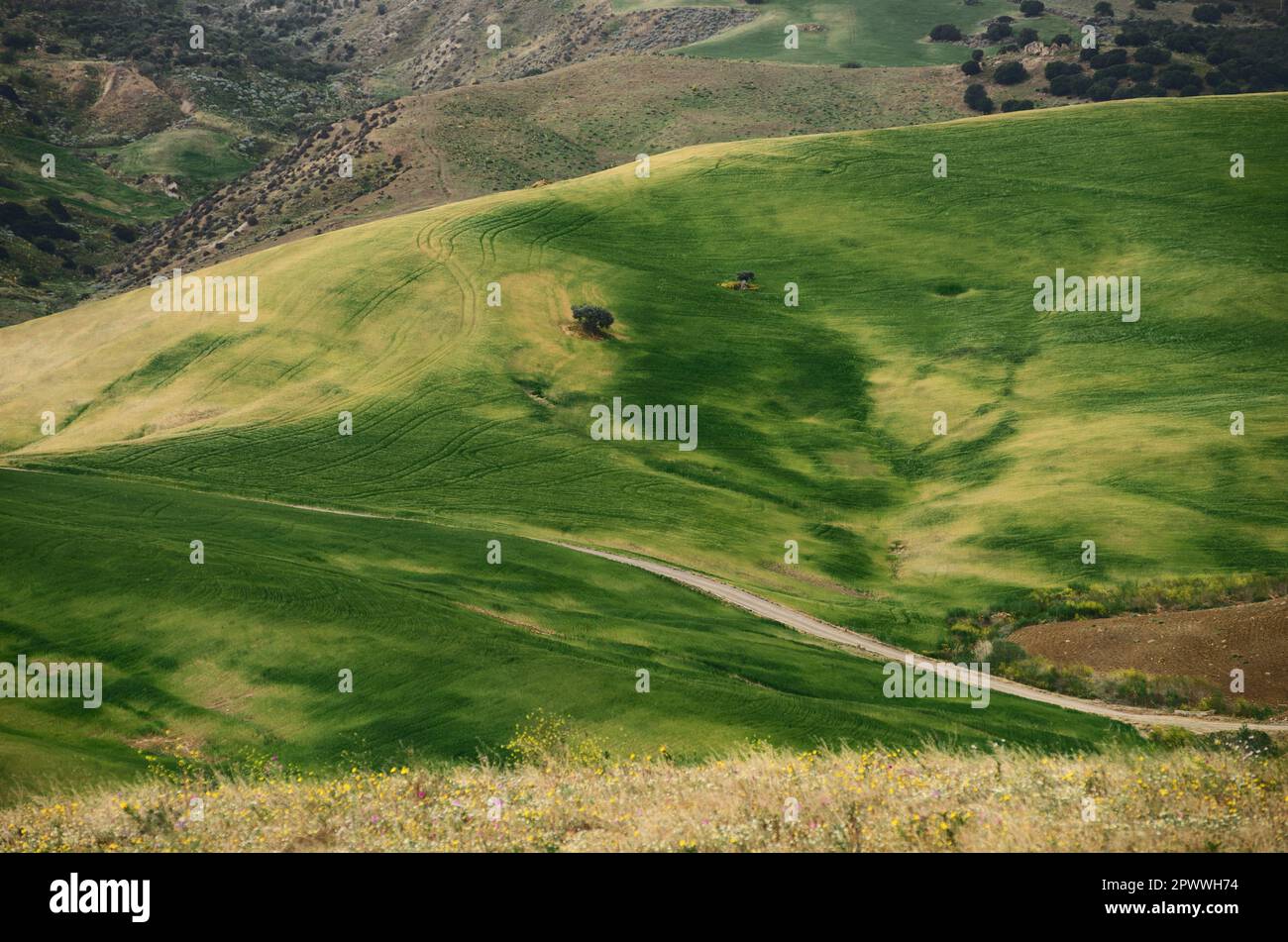 Remoto ulivo in un campo di Sicilia in Italia Foto Stock