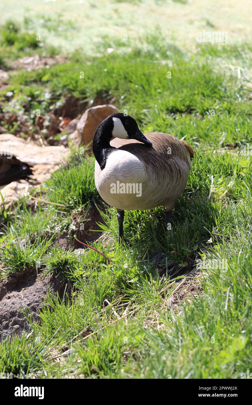 Ritratto di un'oca canadese adulta (Branta canadensis), una grande oca selvatica dentro e vicino allo stagno, nuoto, alimentazione e pascolo dentro e intorno ad esso Foto Stock