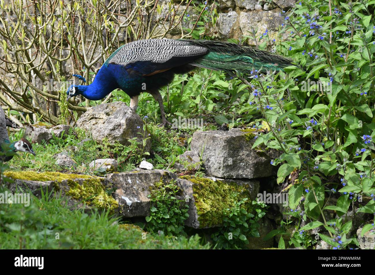 Peacock in giardino Foto Stock