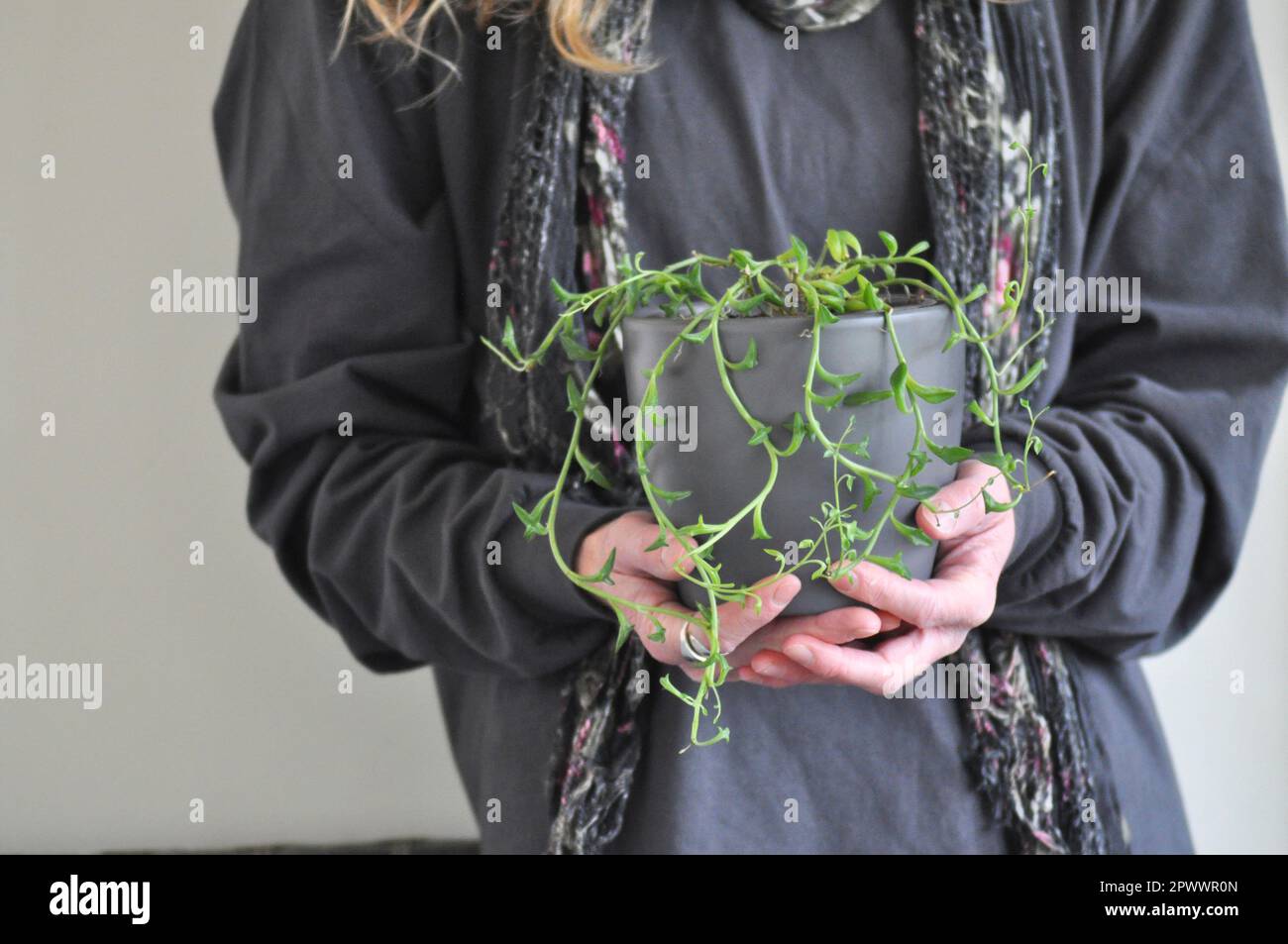 Una femmina che tiene una pentola contenente una corda di piante di casa di delfini (Senecio peregrinus). È tenuto vicino al suo corpo Foto Stock