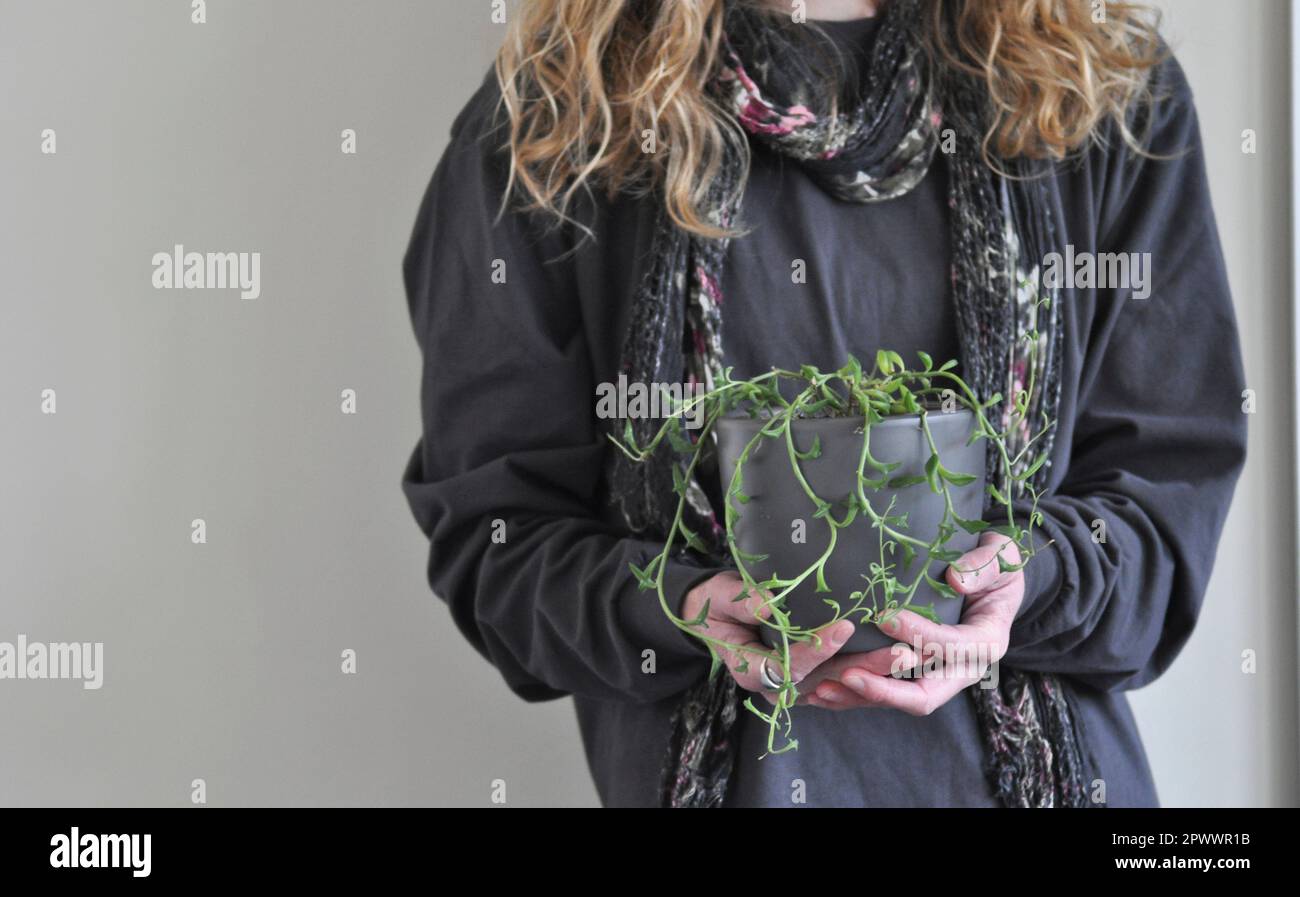 Una femmina che tiene una pentola contenente una corda di piante di casa di delfini (Senecio peregrinus). È tenuto vicino al suo corpo Foto Stock