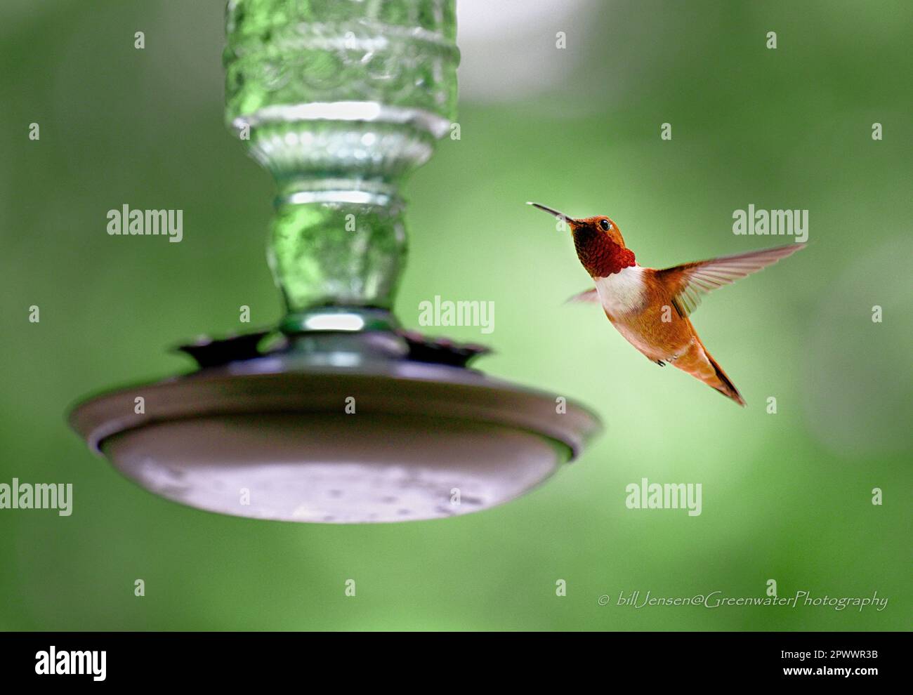 Maschio Roufus Hummingbird Foto Stock