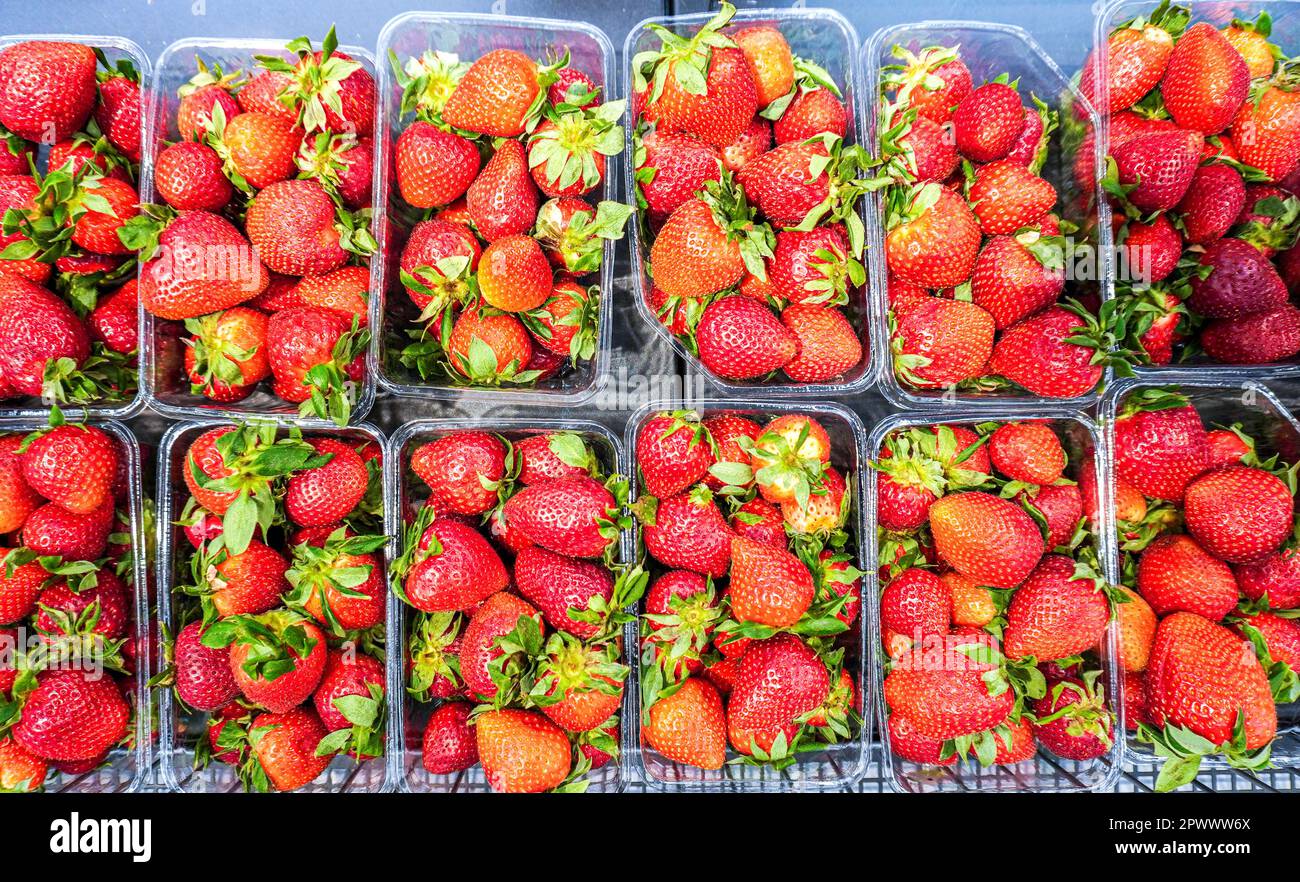 Fragole rosse fresche disposte in scatole di plastica pronte per la vendita presso un supermercato. Fragole in vendita Foto Stock