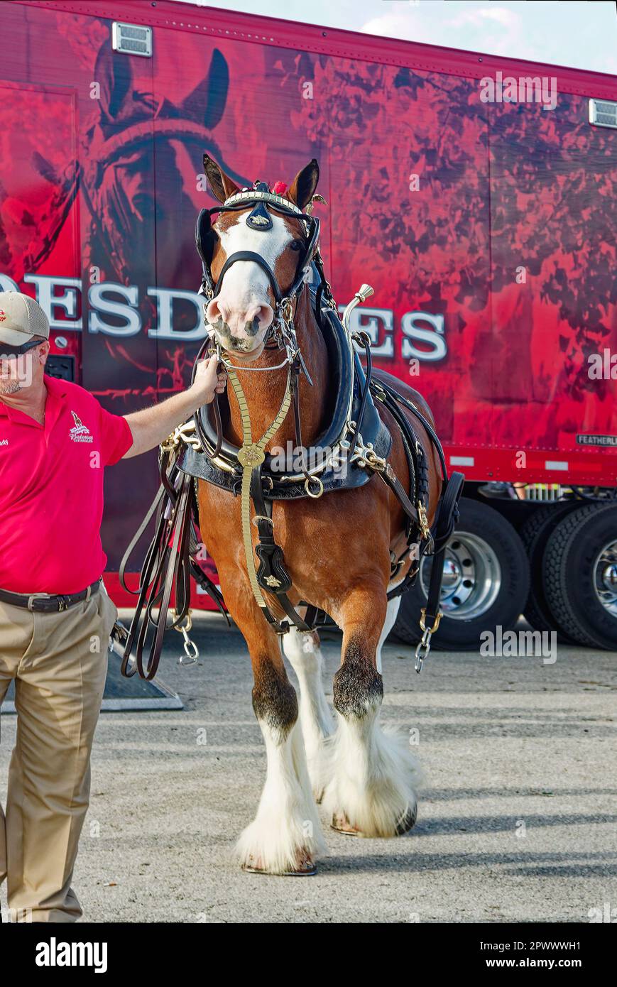 Clydesdale, assistente che conduce via dal camion rosso, camminata grande dell'animale, movimento, cavallo di cambiale, colore della baia, Tack ornato, Budweiser Birreria, Equus ferus Foto Stock