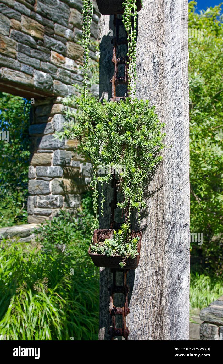 succulents in vecchio contenitore di ferro, appeso, palo di legno, muro di pietra, attraente, Piante verdi, tolleranti alla siccità, Chanticleer Garden; Pennsylvania; Wayne; Foto Stock