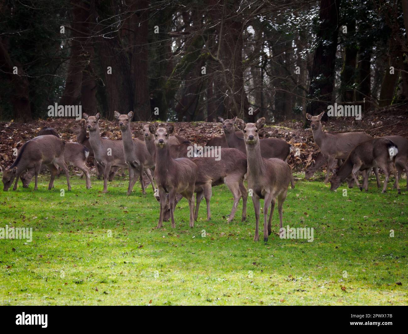 Mandria di cervi Sika selvatici, Dorset, Regno Unito Foto Stock