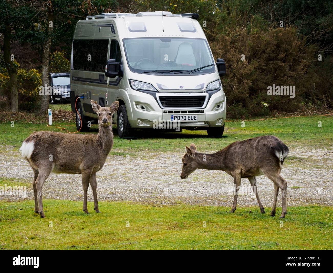 Cervi Sika selvatici in un bosco nel parco caravan, Dorset, Regno Unito Foto Stock