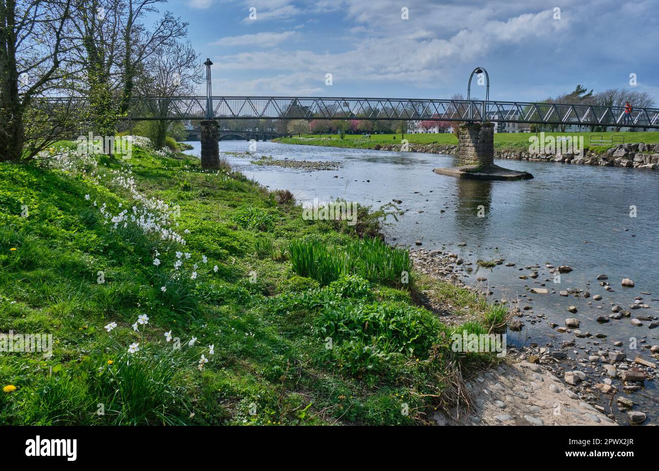 Daffodils lungo il fiume Derwent a Cockermouth, Lake District, Cumbria Foto Stock