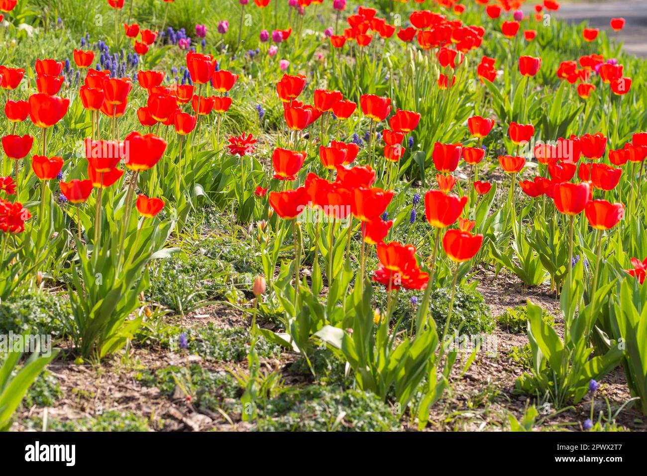 Tulipani rossi e fiori viola su un tappeto di erba verde alla luce del sole. Molla. Giorno. Foto Stock