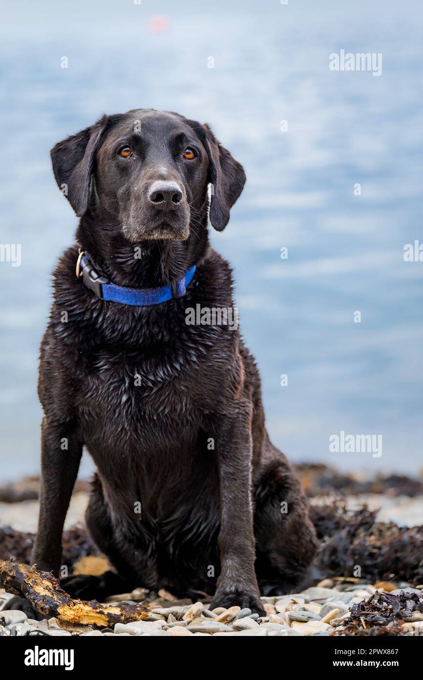 Ritratto di Labrador Retriever nero su spiaggia di ciottoli Foto Stock