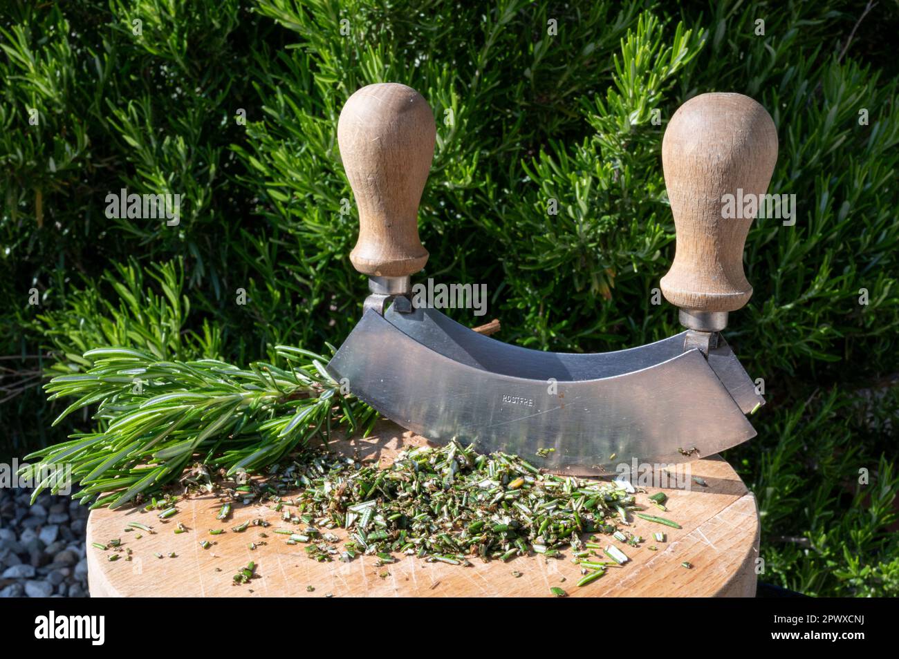 Rosmarino appena raccolto con un coltello a culla Foto Stock