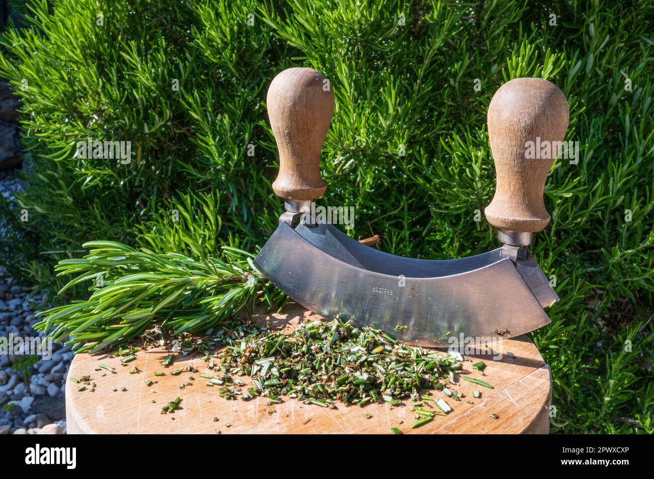 Rosmarino appena raccolto con un coltello a culla Foto Stock