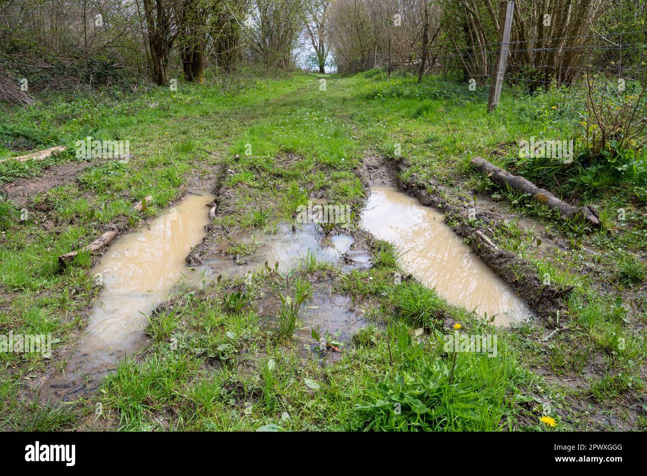 Stagni temporanei in gommisti presso la riserva naturale Noar Hill SSSI, habitat per i rari gamberi delle fate (Chirocephalus diafanus), Hampshire, Inghilterra, Regno Unito Foto Stock