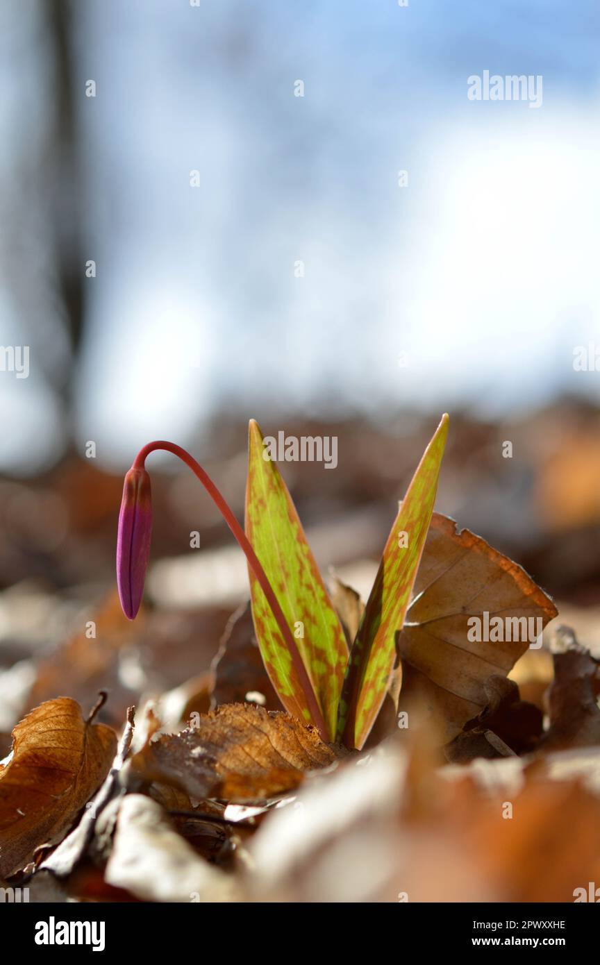 Erythronium Dens-canis, il dente del cane viola, l'alba gigli germoglio. Primo rosa, porpora fiore selvatico pronto a fiorire. Foto Stock