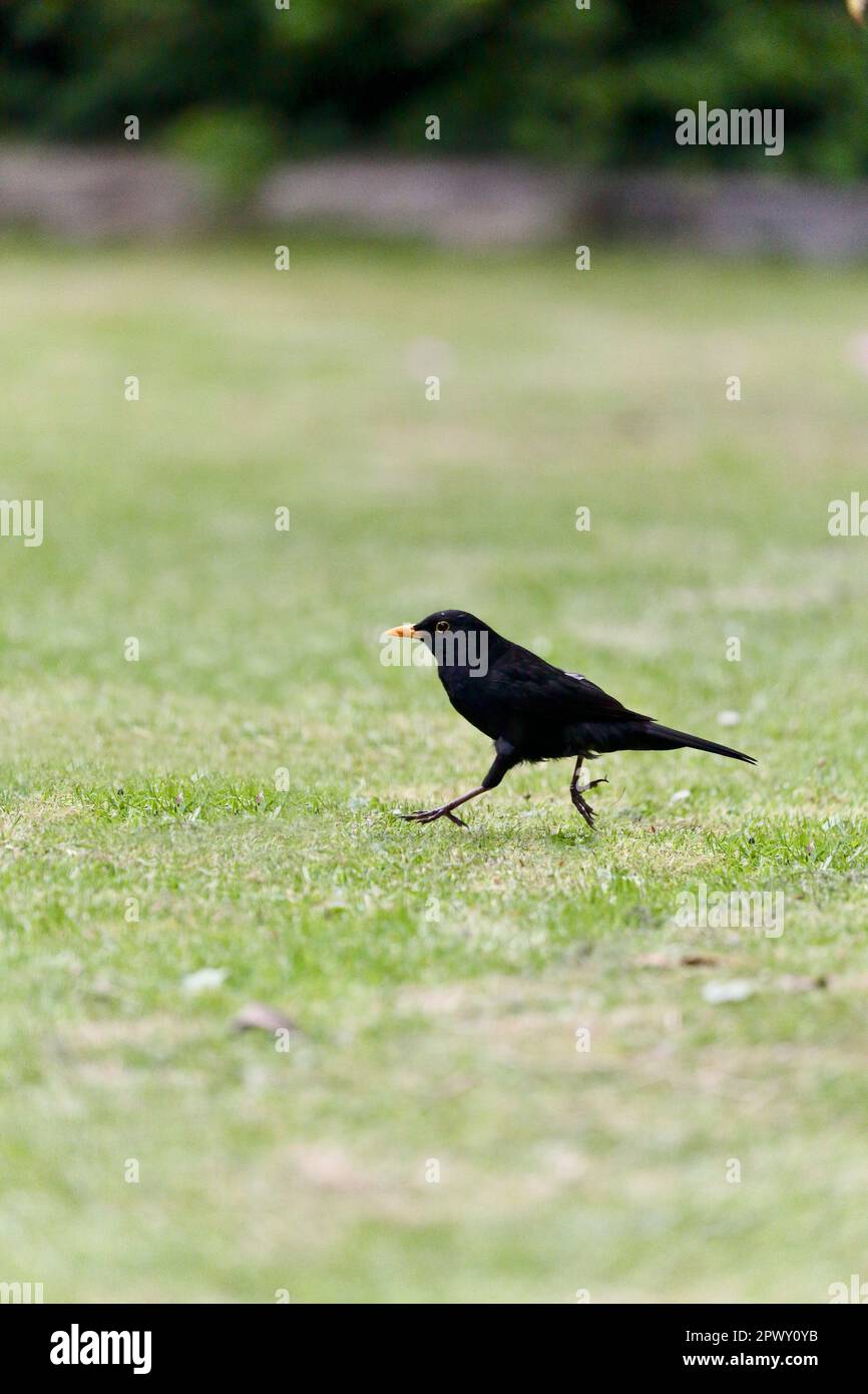 Il blackbird è un visitatore del giardino che è abbastanza domato intorno agli esseri umani. Foto Stock