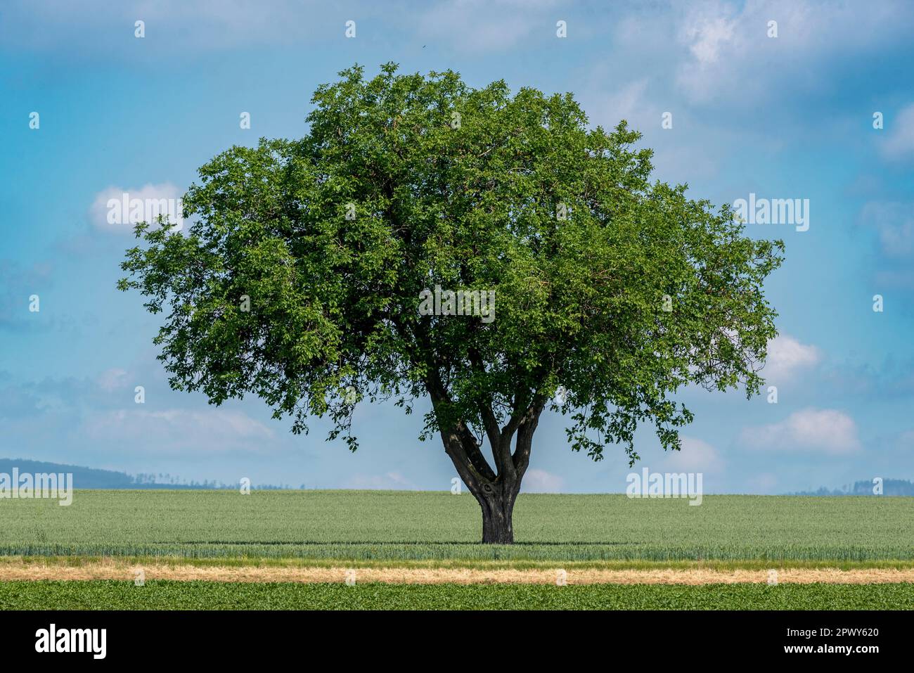 Teleobiettivo di un albero di noce solitario in un campo agricolo Foto Stock